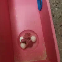 جوجه مرغ عشق از سرلاکی تا بالغ