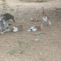 فروش بوقلمون ۵ماهه|حیوانات مزرعه|خدا آفرین, |دیوار