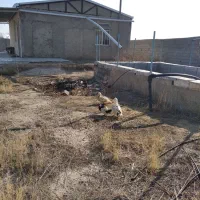 باغ ویلا آماده نعمت الله صوفیان