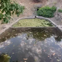 فروش-چهار-هکتارباغ-شخصی-نقدوچک
