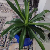 گل آگوا تایلندی|گل و گیاه طبیعی|مشهد, ایثارگران|دیوار