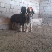 میش.بره.بز.گاو.بزغاله