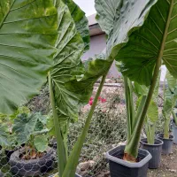 فروش بابا آدم.|گل و گیاه طبیعی|فومن, |دیوار