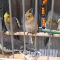 عروس هلندی