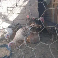 ۱۱عددبوقلمون فروشی|حیوانات مزرعه|راین, |دیوار