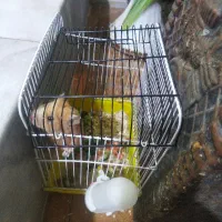 همستربازیگوش و دوست داشتنی