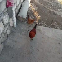 خروس فروشی|حیوانات مزرعه|سارال, |دیوار