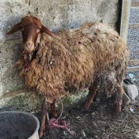 گوسفند آبستن