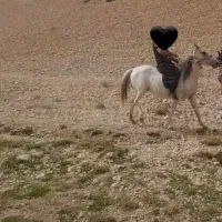 اسب|اسب و تجهیزات اسب‌سواری|ازنا, |دیوار