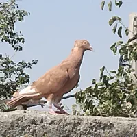 زرد ماده کاکلی