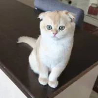 گربه اسکاتیش بریتیش ماده گلد ny11 اشرافی|گربه|تهران, منیریه|دیوار