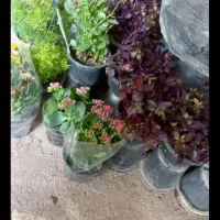 مزرعه گالری امید