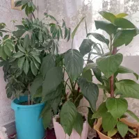 گل طبیعی