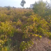 فروش باغ انگور در تاکستان|فروش دفتر صنعتی، کشاورزی، تجاری|تاکستان, |دیوار