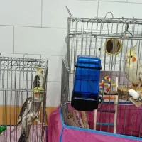 عروس هلندی جفت با سه تا جوجه|پرنده|نوبران, |دیوار