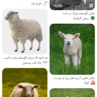 فروش گله ی گوسفند میش و بز