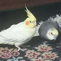 چهار تا عروس هلندی