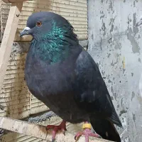 تعدادی کبوتر پرشی|پرنده|لاهیجان, گلستان|دیوار