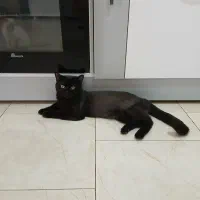 گربه اسکاتیش|گربه|مشهد, امیریه|دیوار