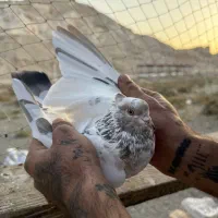 کفتر گرفتی کوه