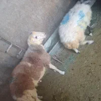 گوسفند زنده