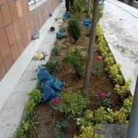 خدمات باغبانی درخت کاری باغچه کاری تعویض خاک گلدون|خدمات باغبانی و درختکاری|تهران, ستارخان|دیوار