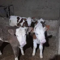 سه راس گوساله ماده درجه یک روستای میانزو