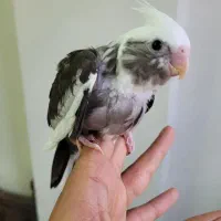 عروس هلندی جوجه
