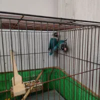 یک جفت  کوتوله