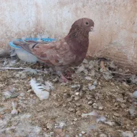 کبوتر قرمز نوک قنار