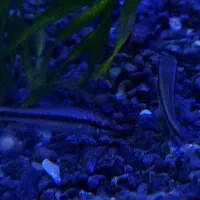 کت سیامی|ماهی|مشهد, نیروی هوایی|دیوار