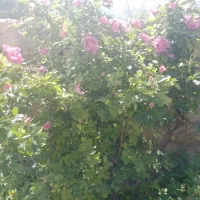 کارگر ساده برای پرتقال چینی وباغّبانی ازبجنورد|خدمات باغبانی و درختکاری|ساری, |دیوار