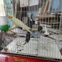 عروس هلندی سرحال کوتوله