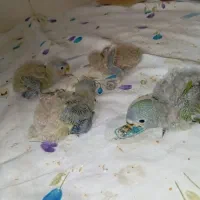 جوجه کوتوله|پرنده|بیرجند, |دیوار