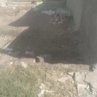 اجیرلو