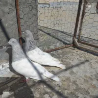 پرنده خالدار