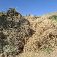 علف یونجه