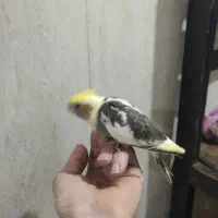 جوجه عروس هلندی نر شاه تخم|پرنده|پاکدشت, پاکدشت (مامازند)|دیوار