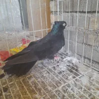 کبوتر زاغ نر یسر صرب در شادگان|پرنده|شادگان, |دیوار