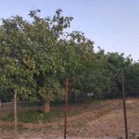باغ گردو نقلی خوش قواره موقعیت خوب سراشیان کرمجگان|فروش زمین و ملک کلنگی|قم, مسکن مهر|دیوار