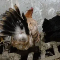 مرغ کرچ محلی|حیوانات مزرعه|مشهد, یاس|دیوار