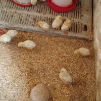 جوجه|حیوانات مزرعه|کازرون, |دیوار