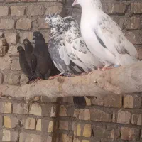 کفتر کبوتر پرشی