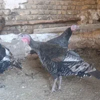 بو قلمون محلی|حیوانات مزرعه|قزوین, |دیوار