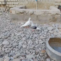 کبوتر