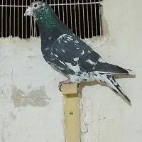 سار سرور کلاغدم سینه زرد