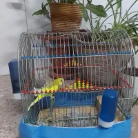 مرغ عشق با قفس|پرنده|قم, نیروگاه|دیوار