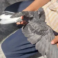 کبوتر|پرنده|اصفهان, بهرام‌آباد|دیوار