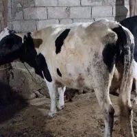 گاوشیری تازه زاشکم دوم