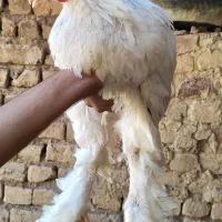 نیمچه،مرغ و خروس برهما،برهما گردن لخت و‌ گلین|حیوانات مزرعه|ساوه, |دیوار